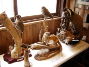 企画展